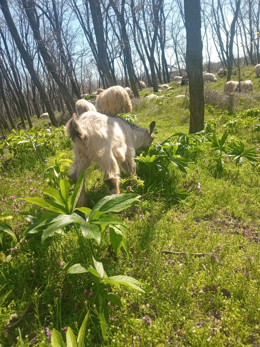 Miei si iezi sunt crescuti natural