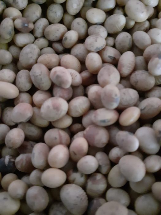 Soia consum de vânzare