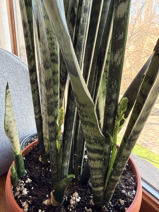 Продам цветы - сансевиерия