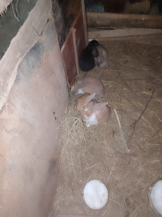 Кролики , порода барашки