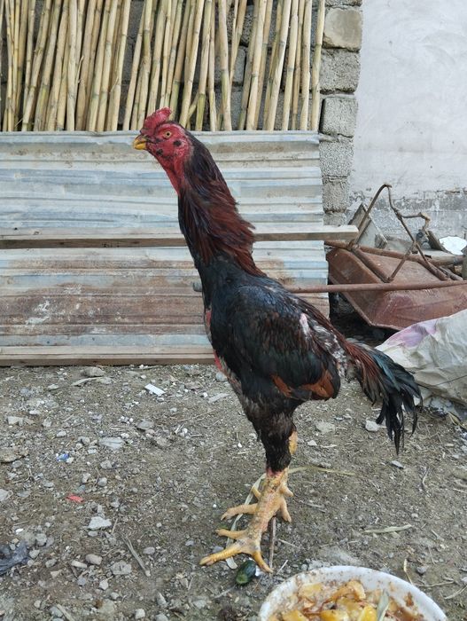 Dakan xoroz sotiladi