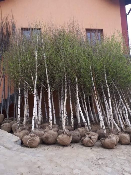 Copaci foiose plante ornamentale