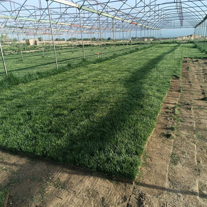 Tayyor rulonli Gazon bor 35000 sum kvadrati