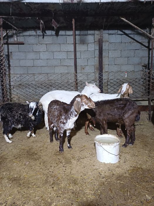 Сауынды ешкілер сатылады