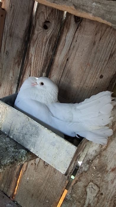Salut vănd porumbei diferite rase