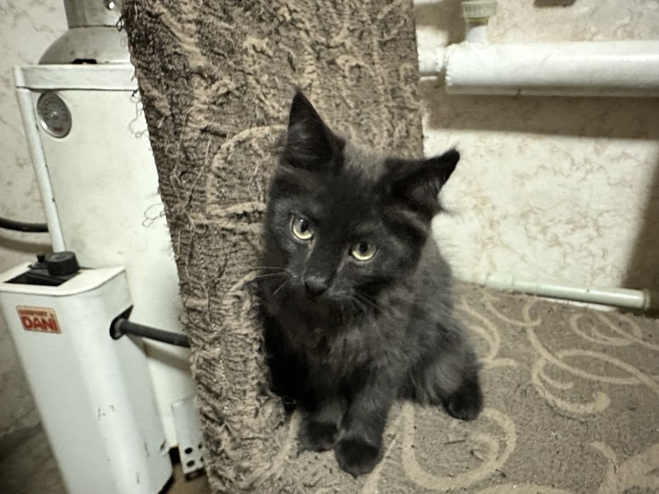 Отдадим котят в хорошие руки