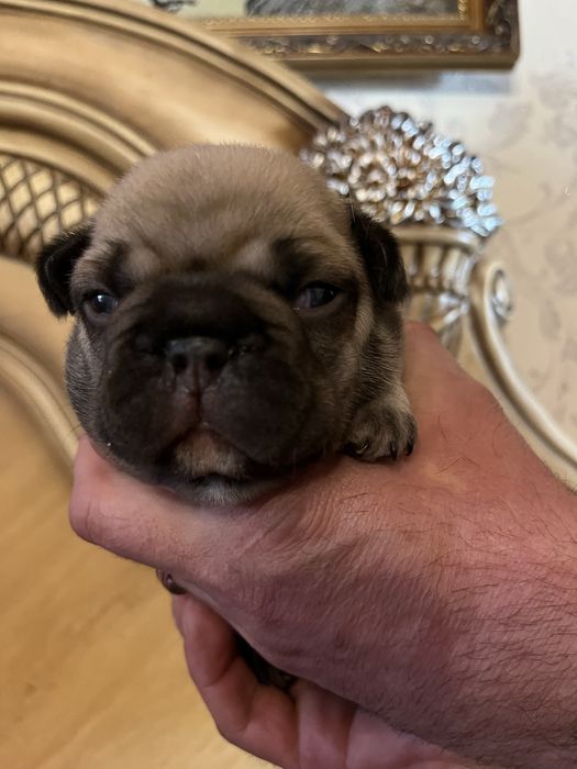 Щенки французского бульдога