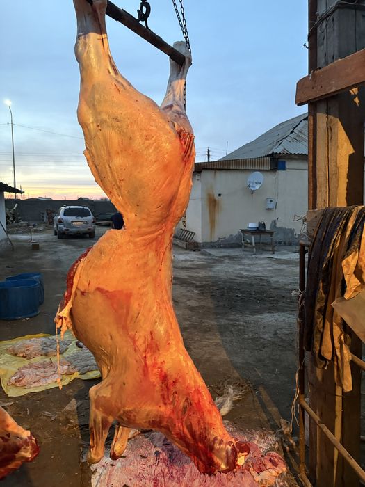 Кунажын байталдар сатылады