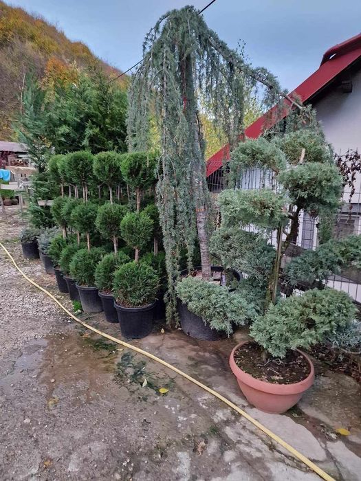 Vând plante ornamentale