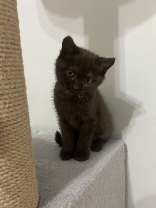 Продам породистых котят