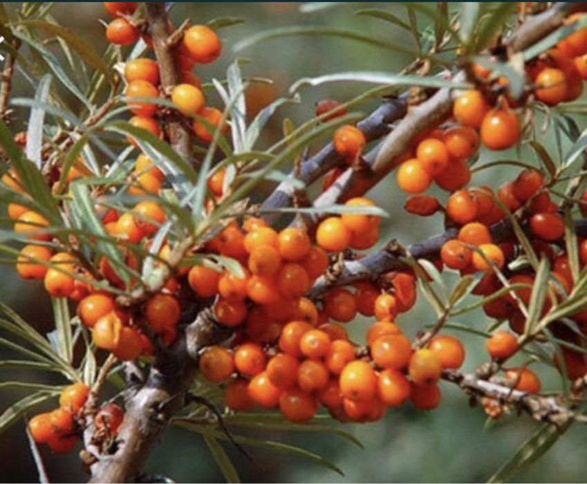 Catina puieti / butasi / cu radacina