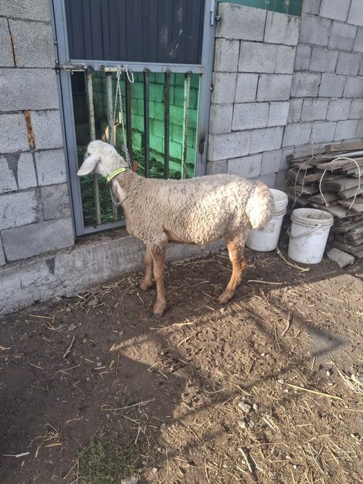 Продам кошкара срочно