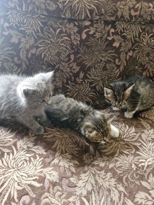 Отдам котят мальчики