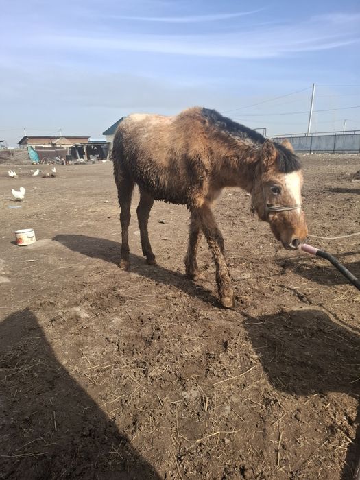 Байтал бие тай лошадь