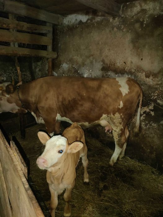 Jurinca la prima fatare