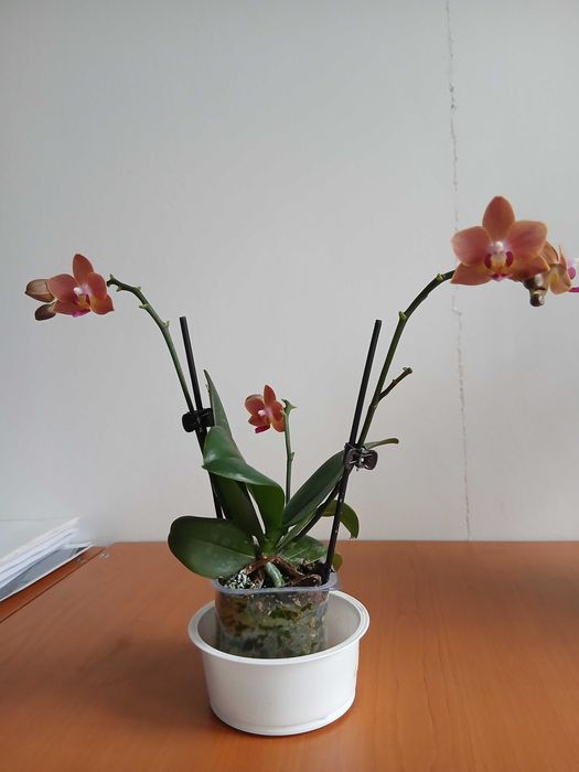 mini orhidee superba si coronita lui Iisus plante de casa