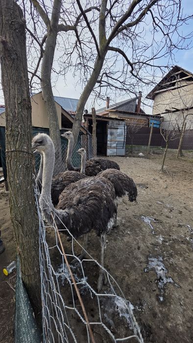 4 Struti de vanzare sau schimb cu capre de rasa