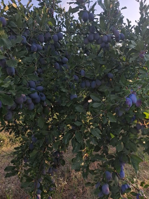 Vând prune  2.   lei kg