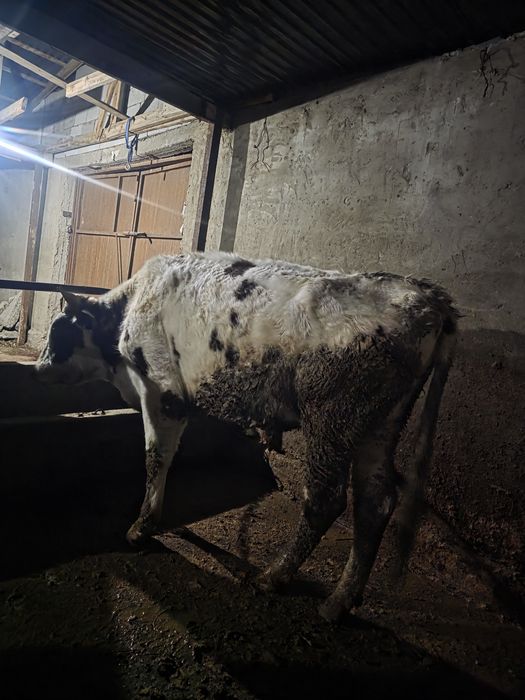 Продам быка порода сементаль