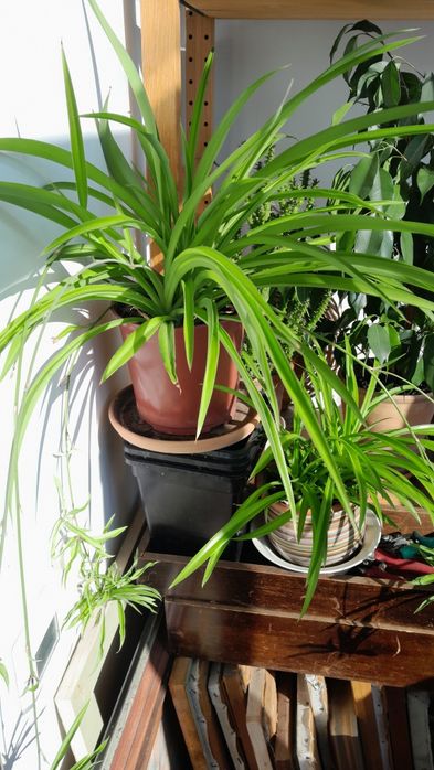 Хлорофитумы 4 растения