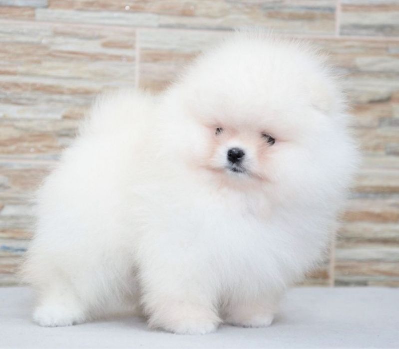 Baietel pomeranian mini/toy!