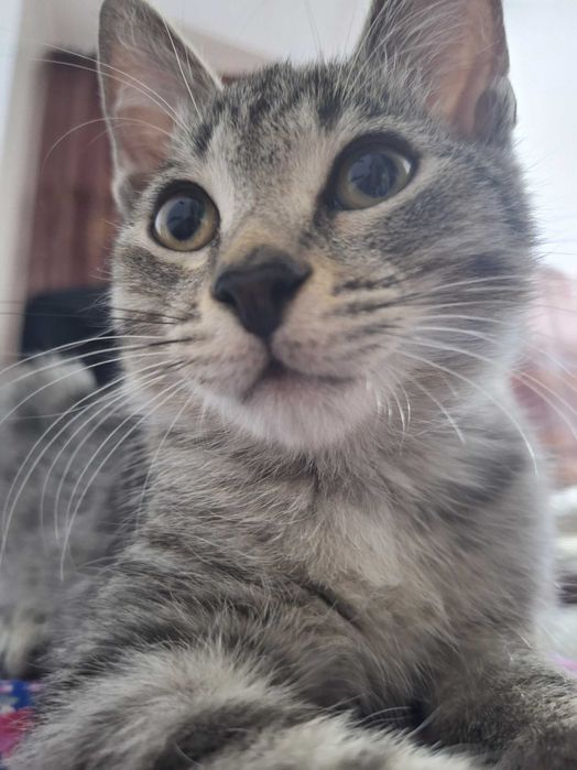 От лысых родителей котик