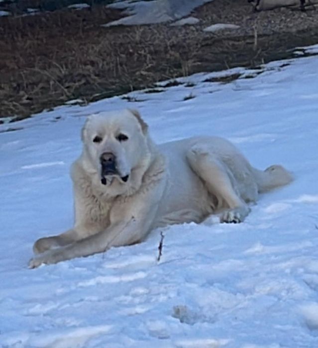 Продам щенков АЛАБАЯ