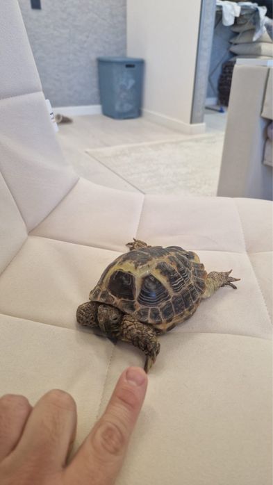 Черепаха сухопутная