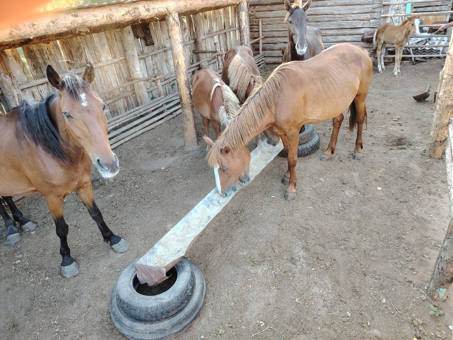 Продам лошадь 2,5лет