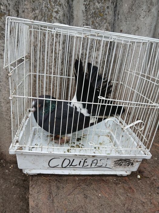 Vând porumbei renunț la rasele astea