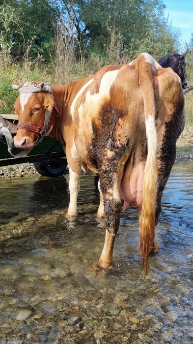 vaca de lapte  bălțată și buna de lapte