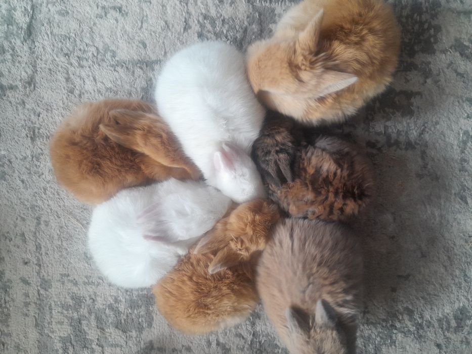 Quyon bolalari. Karlik quyoncha