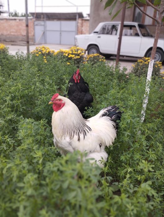 Брама белый -Черный принц