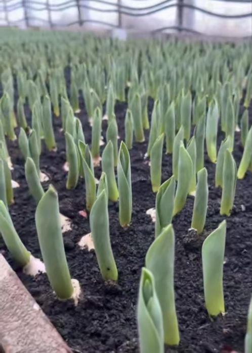 Тюльпаны предзаказ на 8 марта