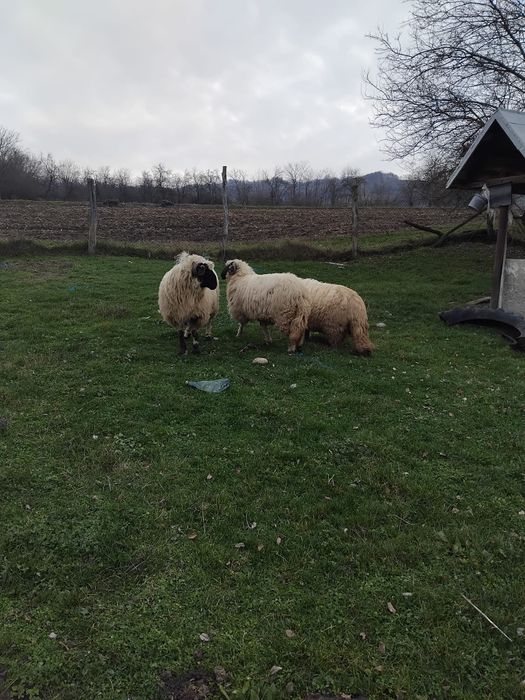 De vanzare oi si berbec