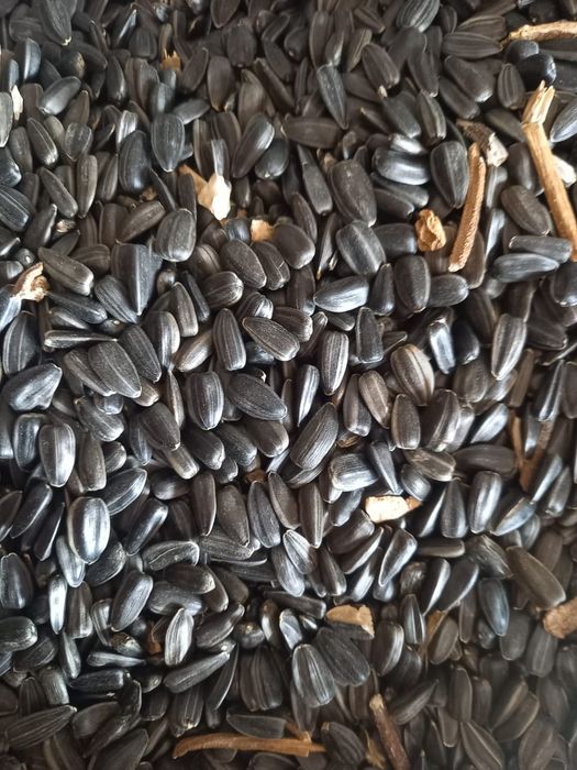 Пшеница.Платный чат! Все корма.