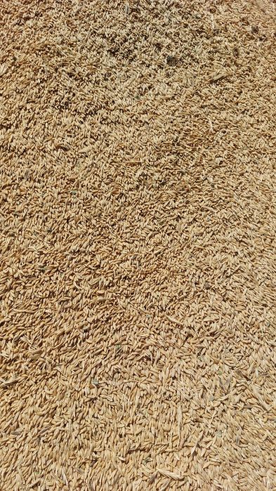 Арпа бар. Таза, тоқ, Дарбаза