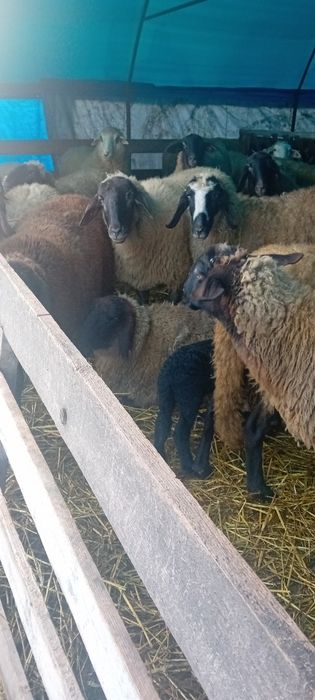 Vând 30 de oi carabase