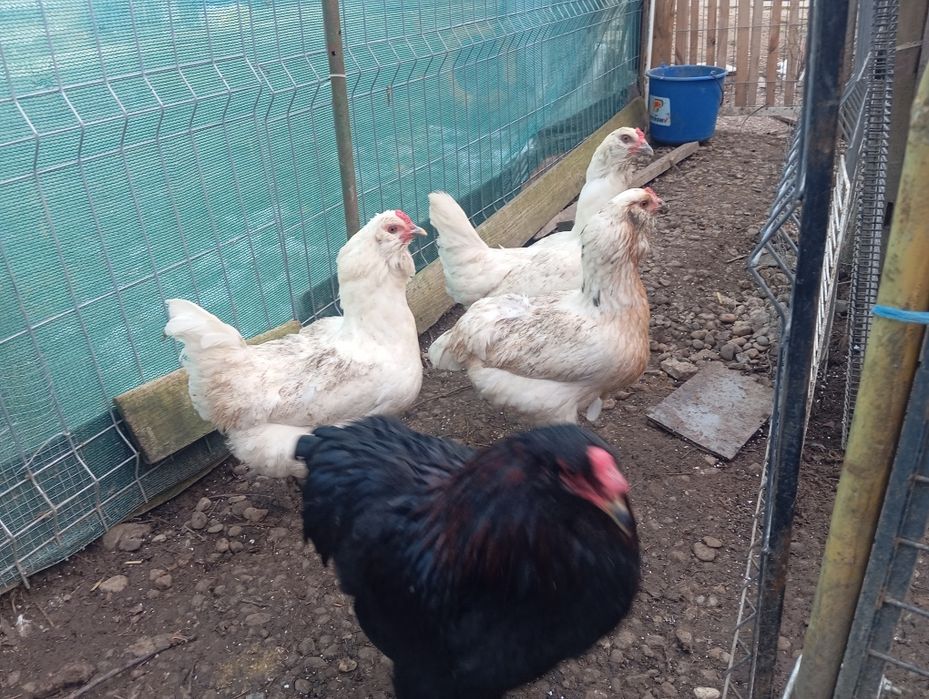 Oua verzi Ameraraucana Araucana Csabo de incubat