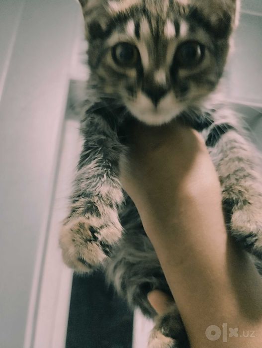 Тигрового окраса кошечка , tiger shaped kitten for adoption