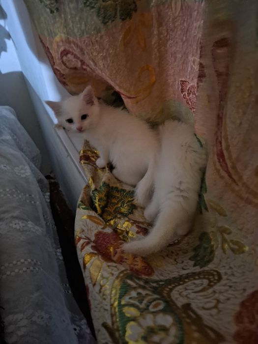 Большая компания весёлых котят !