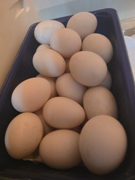 Oua de raţă BIO - crescute la țară