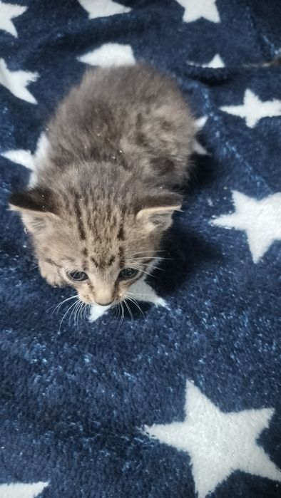 4 котенка 3 мальчика 1 девочка