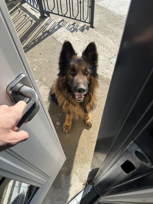 Немецкая овчарка