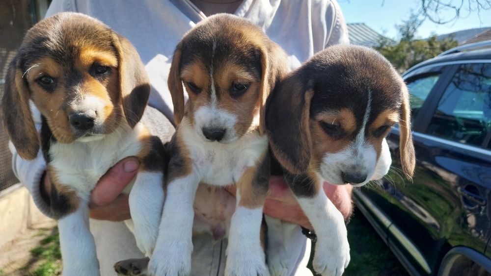 Бигъл Бигълчета Чистокръвни