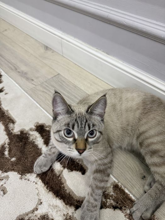 Кошке 7 месяцев