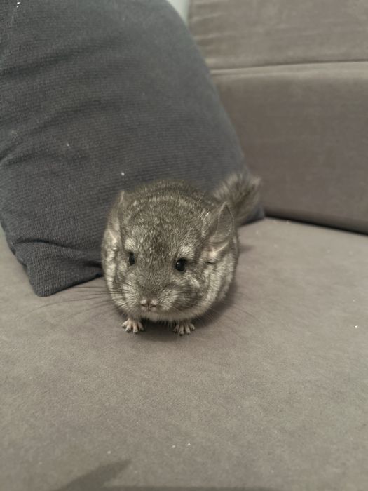 Шиншилла малыш, ручная