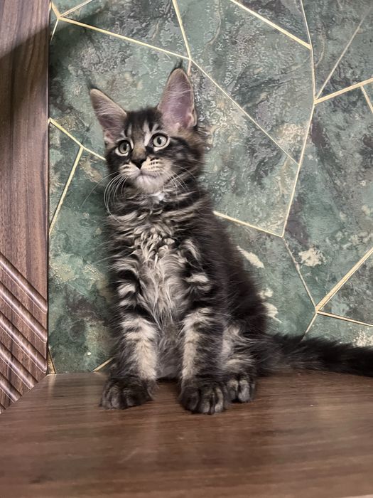 Продаю котят мейн кун