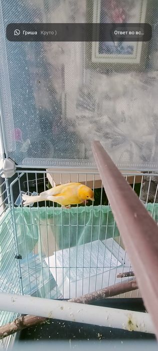 Молодой поющий кенр .