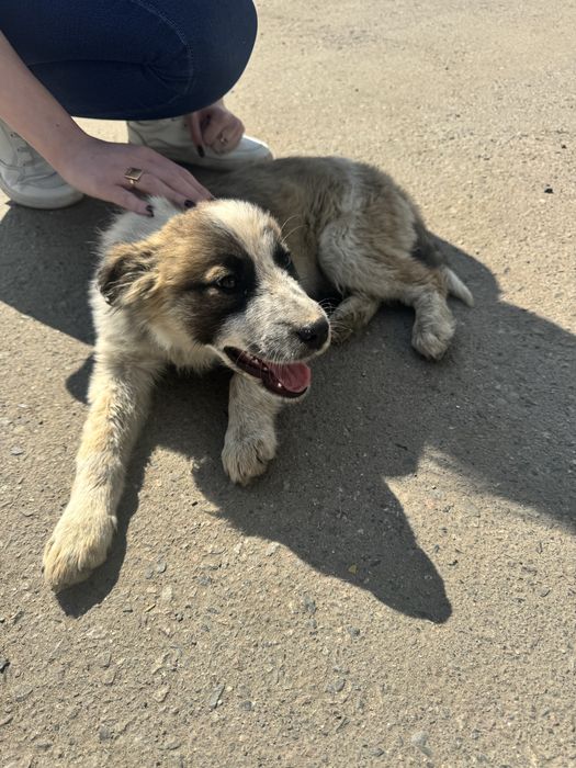 Отдам щенка в добрые руки